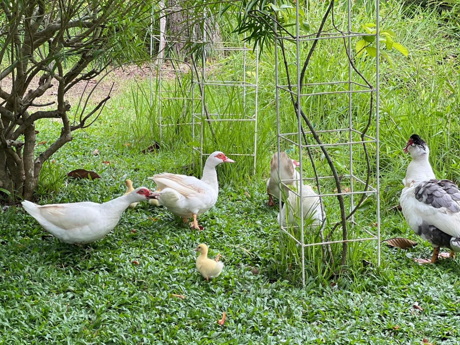 Baan Pingkan Wellness Resort San Kamphaeng 외부 사진